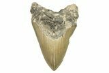 Serrated, Fossil Megalodon Tooth - North Carolina #294540-1